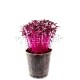 amaranthus red callaloo 10 dni poharik8